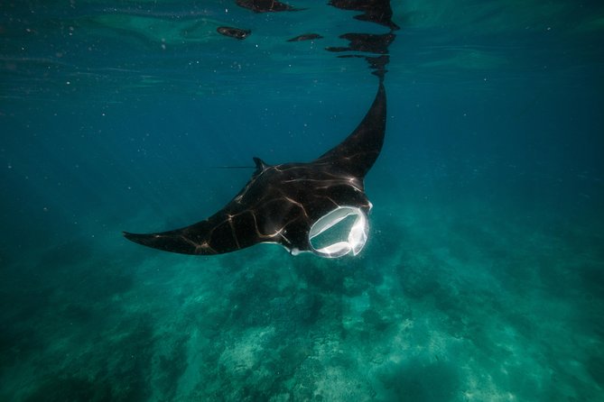 Half Day Snorkel 2.5hr Turtle Tour on the Ningaloo Reef, Exmouth - Price and value: $104 makes sense when you factor what’s included
