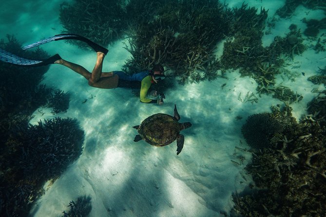 Half Day Snorkel 2.5hr Turtle Tour on the Ningaloo Reef, Exmouth - Half-day timing: 3.5 hours that still leaves you feeling fresh