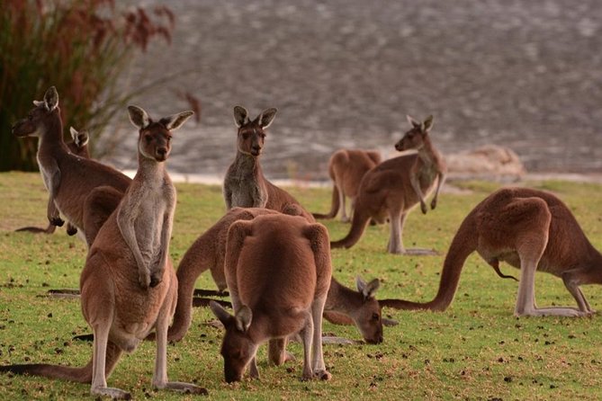 Half-Day Swan Valley & Wildlife Park Tour - Perth sightseeing on the way out: quick wins without the time tax