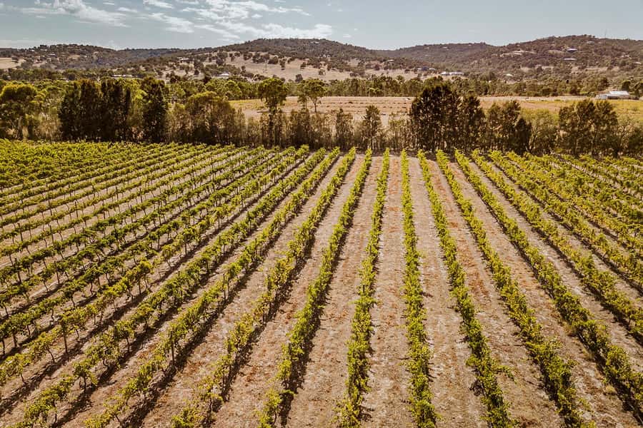 Half-Day Swan Valley Wine Tour with Tastings - From Perth - Why a half-day Swan Valley tour works from Perth