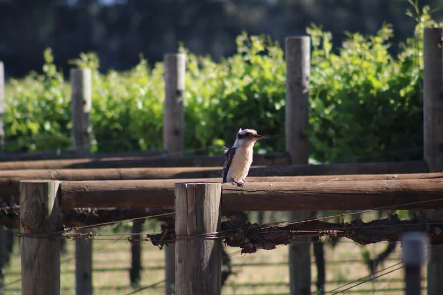 Half day Wine and Sights Discovery Tour Busselton - What the included refreshments and extras actually mean
