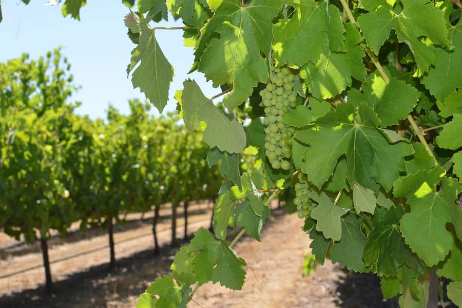 Half day Wine and Sights Discovery Tour Busselton - Value for $84: why the price works for a half day