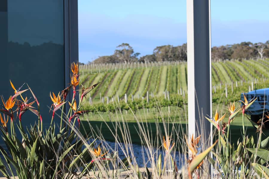 Half day Wine and Sights Discovery Tour Busselton - Why the 12-seat mini bus feels like a real tour (not a transfer)