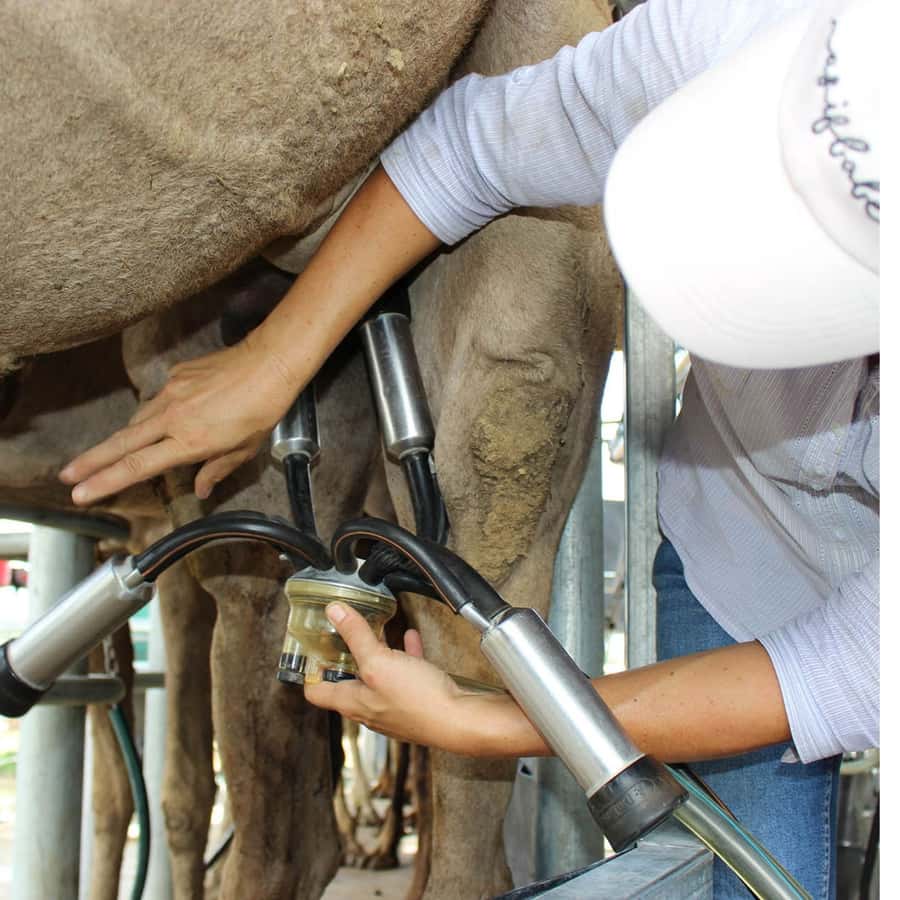 Harrisville: Summer Land Camel Farm Tour with Tasting - Key Highlights You’ll Actually Care About