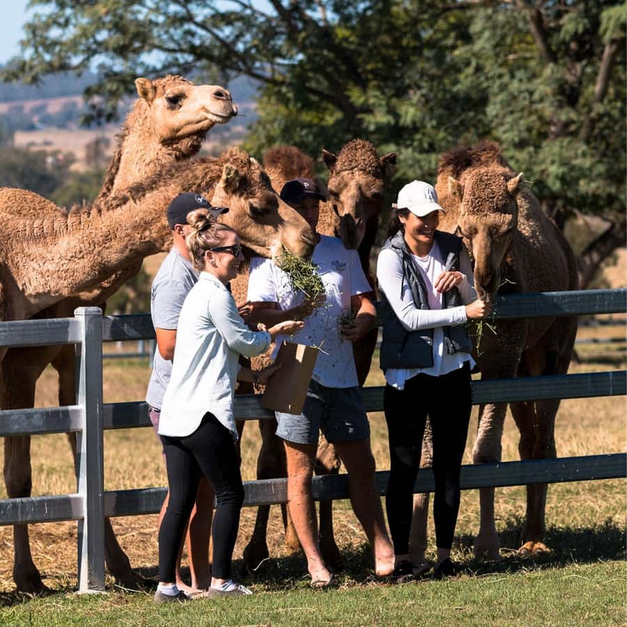 Harrisville: Summer Land Camel Farm Tour with Tasting - Harrisville Camel Farm in 45 Minutes: The Fast, Friendly Format