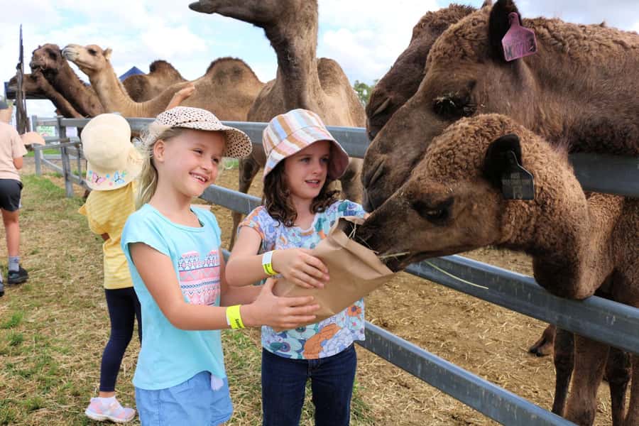Harrisville: Summer Land Camel Farm Tour with Tasting - Checking In at Summer Land Camels: Easy Parking, Clear Start