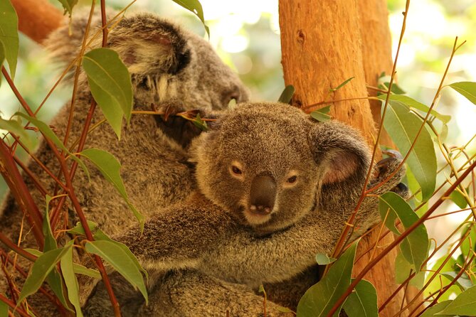 Hartley Crocodile Park with Kuranda, Skyrail Cableway and Train - Why this Port Douglas-to-Kuranda day feels like good value