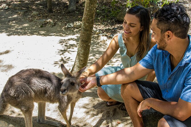 Hartley Crocodile Park with Kuranda, Skyrail Cableway and Train - Choosing at Hartley’s: Crocodiles, cassowaries, and how to decide quickly