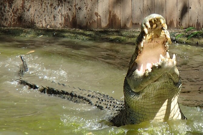 Hartley's Crocodile Adventures Day Trip from Palm Cove - Who should book this day trip from Palm Cove?