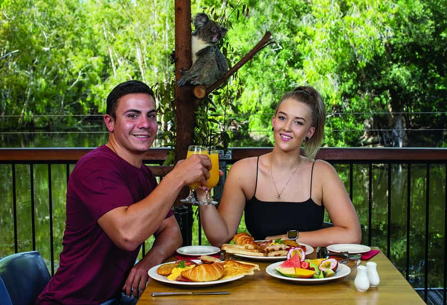 Hartley's Crocodile Adventures: Hartley's Koala Breakfast - Key Highlights at Hartley’s Crocodile Adventures