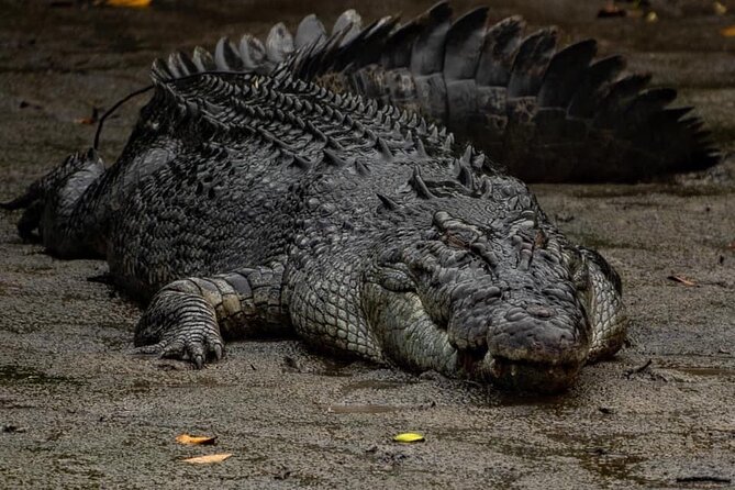 Hartleys Crocodile Adventures Plus Return Port Douglas Transfers - Quick highlights of Hartleys Crocodile Adventures Plus Return Port Douglas Transfers