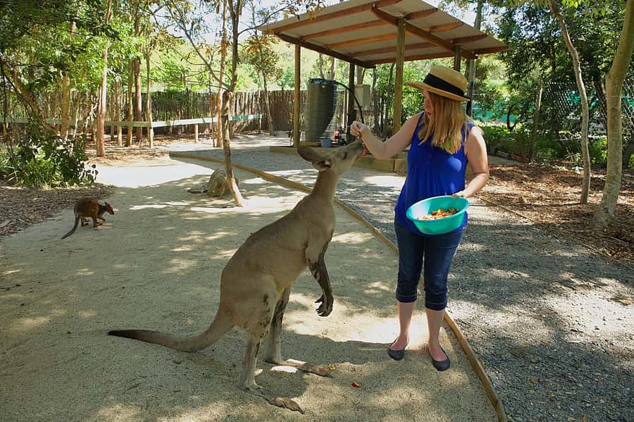 Hartley's Crocodile Adventures: Zootastic 5 + Entry Ticket - Hartley’s Crocodile Adventures: what Zootastic 5 really delivers