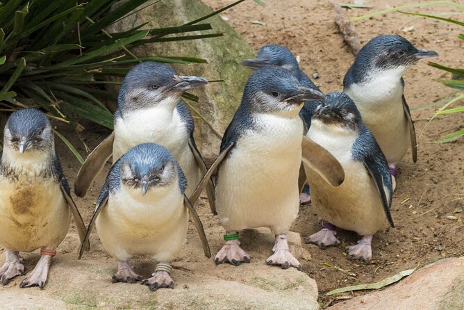 Healesville Sanctuary And Phillip Island Wildlife Bus Tour - Key things to know before you go