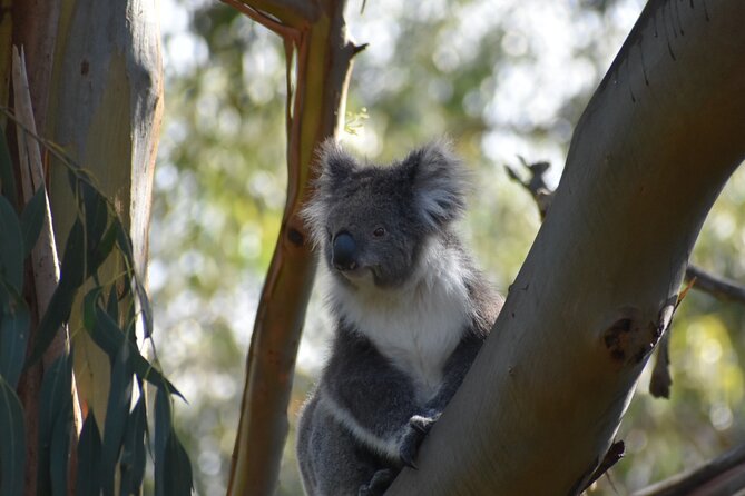 Healesville Sanctuary And Phillip Island Wildlife Bus Tour - Price and Value: Does $126.95 Make Sense?