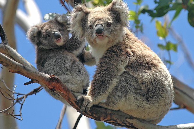 Healesville Sanctuary And Phillip Island Wildlife Bus Tour - Who This Tour Suits Best (and Who Might Prefer Another Style)