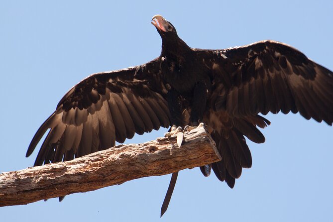 Healesville Sanctuary And Phillip Island Wildlife Bus Tour - Healesville Sanctuary: 4 Hours to Wander at Your Pace