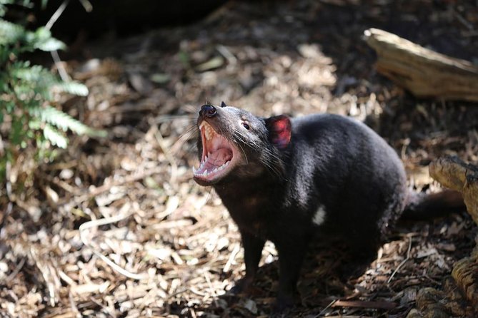 Healesville Sanctuary General Entry Ticket - The Platypus Riverside Exhibit: The Reason Many People Plan a Day Trip