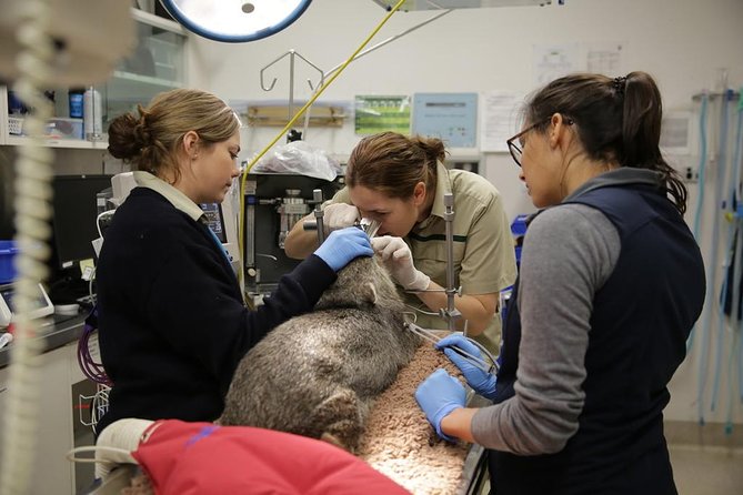 Healesville Sanctuary General Entry Ticket - Price and Logistics: When $40.88 Feels Like a Win
