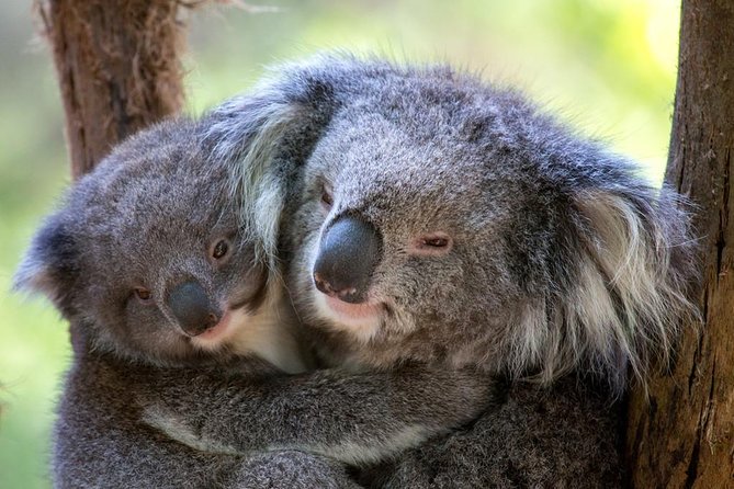 Healesville Sanctuary General Entry Ticket - Australian Wildlife on Bush Paths: Koalas, Kangaroos, Dingoes, and More