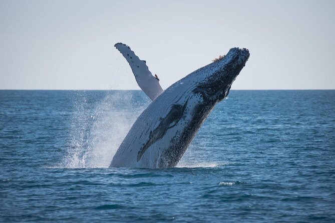 Hervey Bay: Best Value Half Day Whale Watching Cruise - Quick Reality Check: Timing, Season, and What You’re Actually Chasing