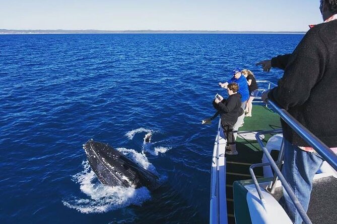 Hervey Bay: Best Value Half Day Whale Watching Cruise - Meet Quick Cat II and the Viewing Deck Strategy