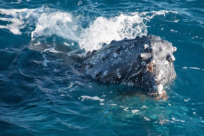 Hervey Bay: Best Value Half Day Whale Watching Cruise - Price and Value: What $85.35 Buys You
