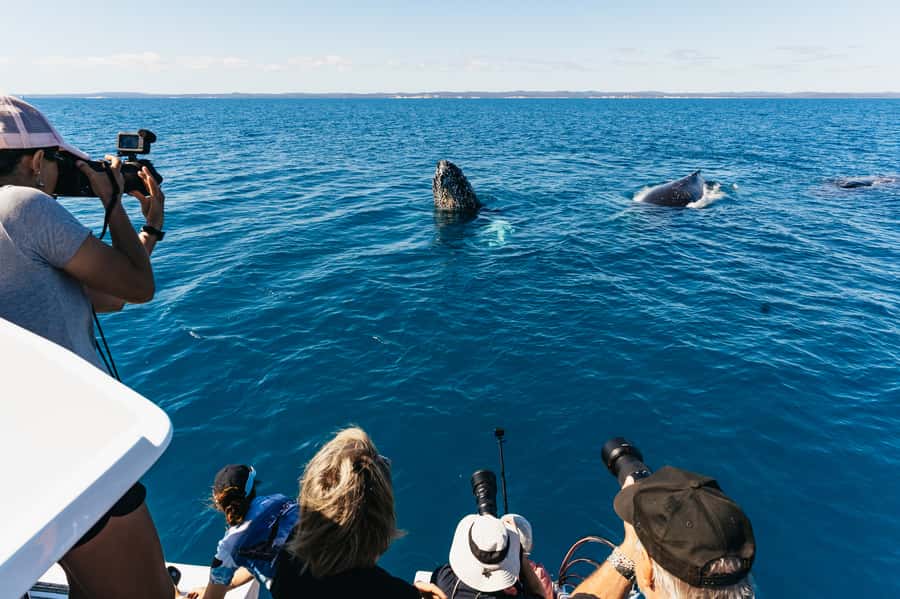 Hervey Bay: Exclusive Whale Watch Encounter - Key Things That Make This Whale Watch Work