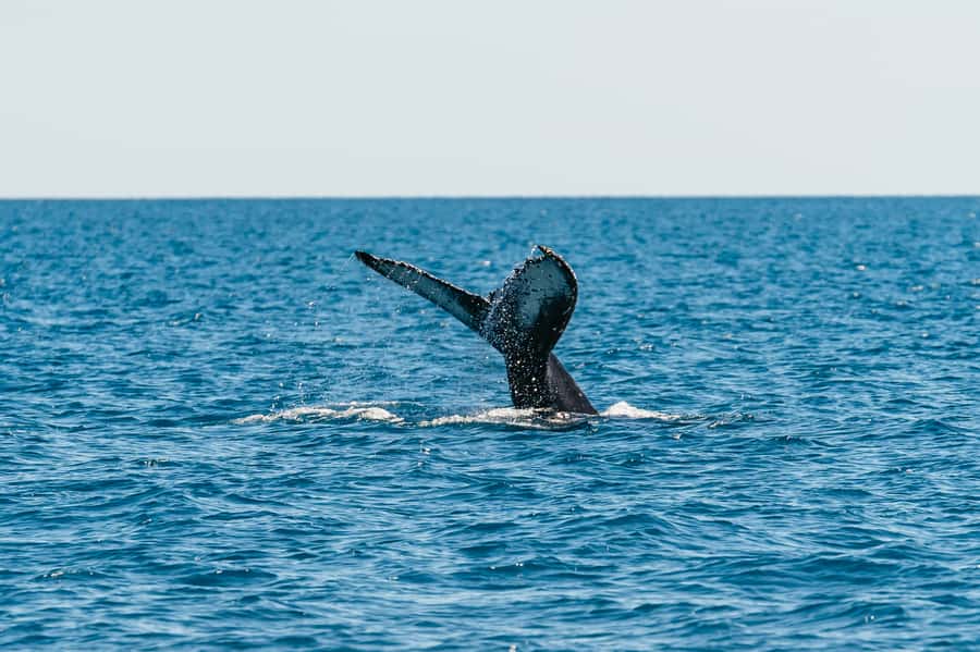 Hervey Bay: Exclusive Whale Watch Encounter - Hervey Bay Calm-Water Setup: Why This Trip Feels Different