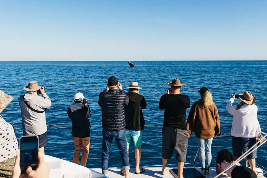Hervey Bay: Exclusive Whale Watch Encounter - Peter Lynch at the Helm: What You Learn While You Watch