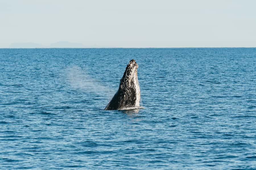 Hervey Bay: Exclusive Whale Watch Encounter - The Hydrophone Effect: Hearing Whale Songs Up Close