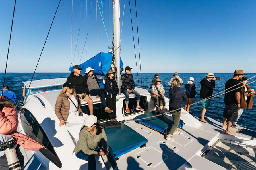 Hervey Bay: Exclusive Whale Watch Encounter - What You’ll Actually See: Whale Behavior and Photo Chances