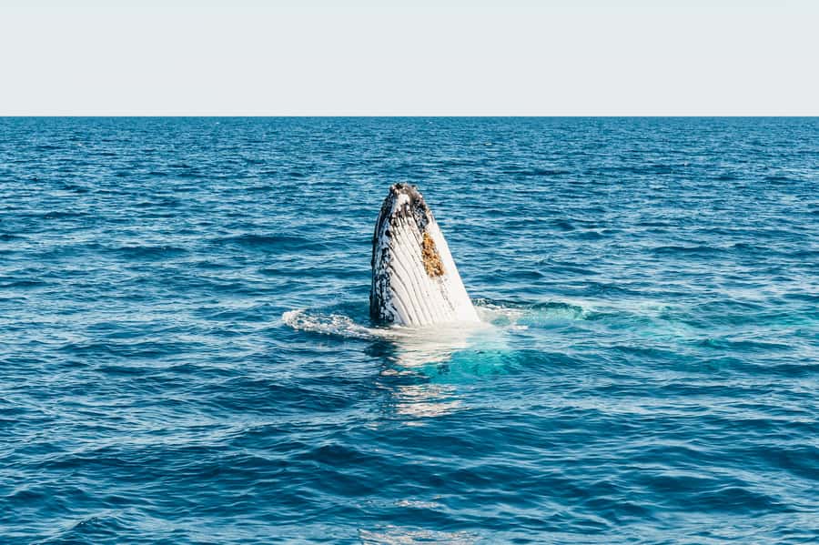 Hervey Bay: Exclusive Whale Watch Encounter - Price and Value: Is $138 Worth It?