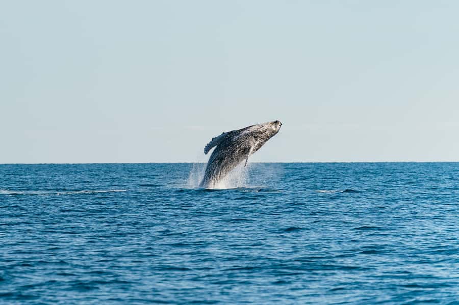 Hervey Bay: Exclusive Whale Watch Encounter - From Berth 7 to Whale Spotting: How the Day Flows