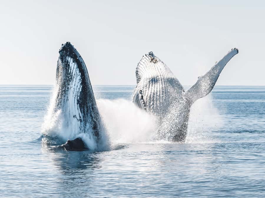 Hervey Bay: Half-Day Whale and Island Adventure by Boat - Key reasons this tour earns top marks
