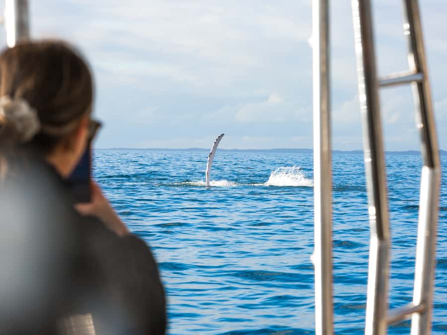 Hervey Bay: Half-Day Whale and Island Adventure by Boat - A secluded beach stop that actually lets you play