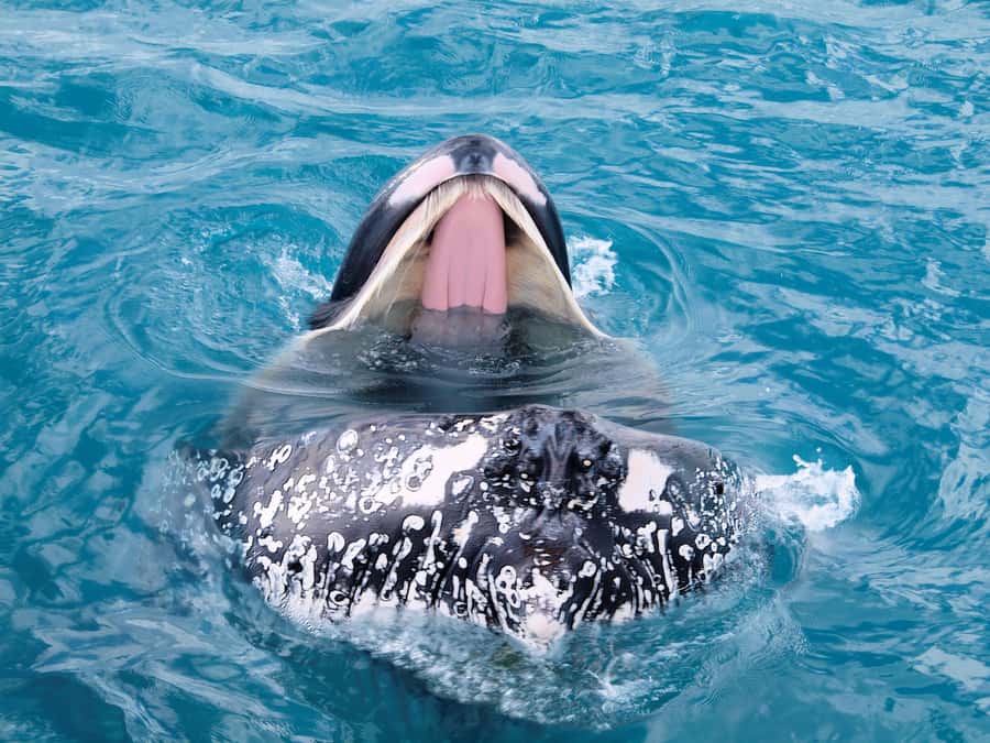 Hervey Bay: Half-Day Whale-Watching Cruise - Key takeaways before you book