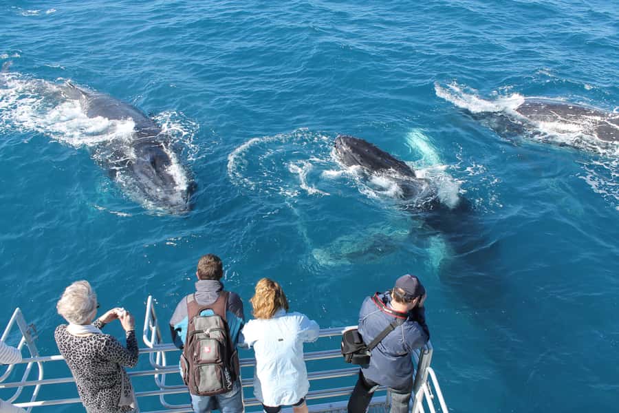 Hervey Bay: Half-Day Whale-Watching Cruise - Hervey Bay Whale-Watching Timing (and the August to October guarantee)