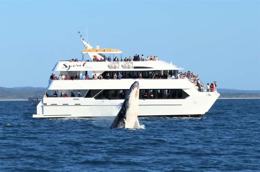 Hervey Bay: Half-Day Whale-Watching Cruise - Tea on the water and onboard commentary that actually connects the dots