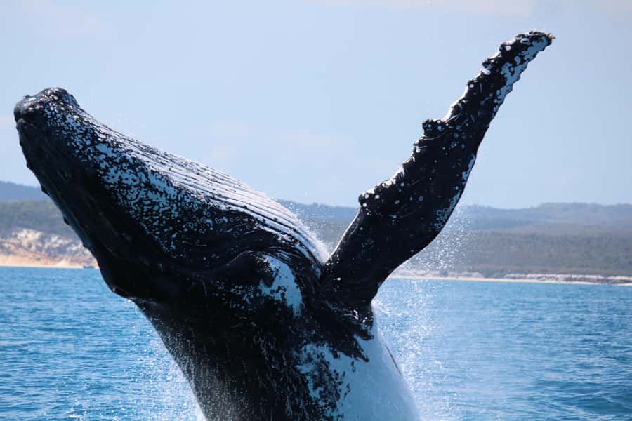 Hervey Bay: Half-Day Whale-Watching Cruise - Price and value: is $84 for 4 hours actually fair?