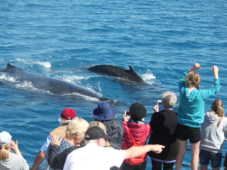 Hervey Bay: Half-Day Whale-Watching Cruise - Who should book this whale cruise (and who might rethink it)