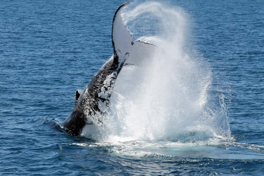Hervey Bay: Half-Day Whale Watching Cruise - Price and value: what $109 buys you (and what it doesn’t)