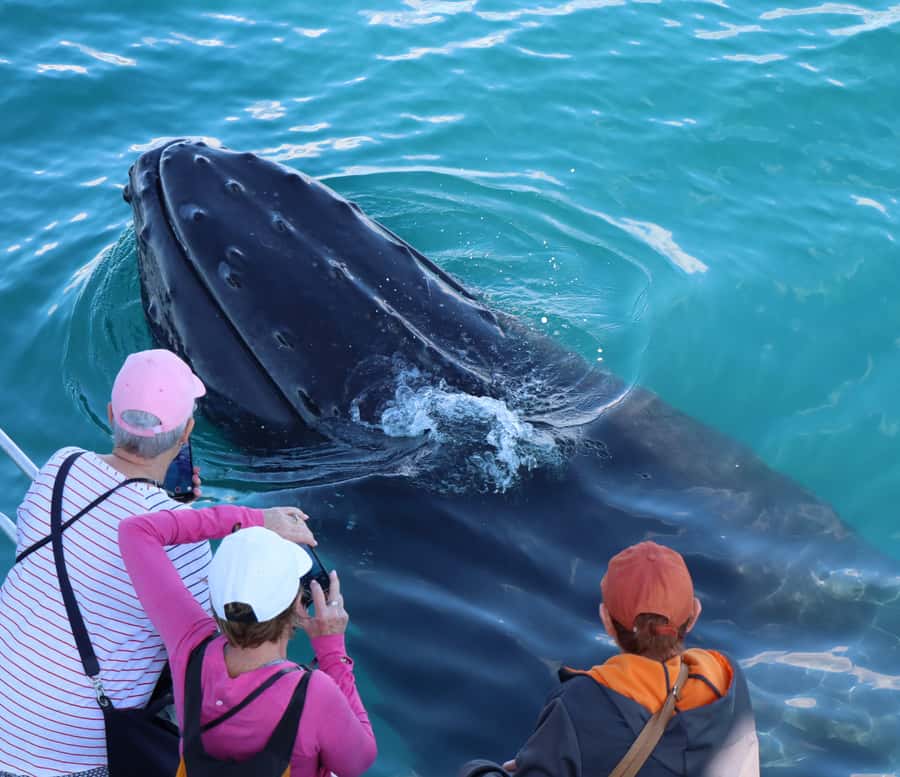 Hervey Bay: Half-Day Whale Watching Cruise - Tips for better sightings and better photos (without overthinking it)