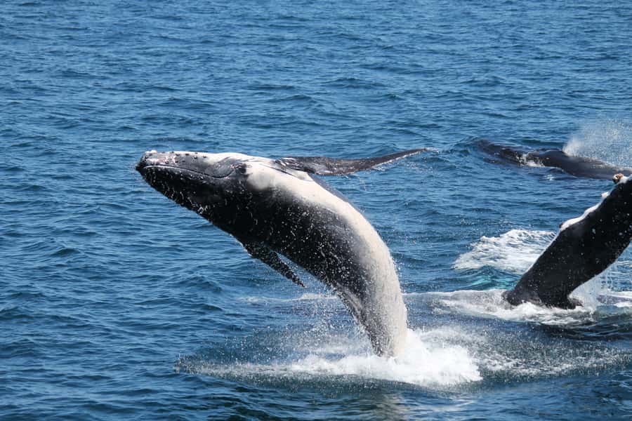 Hervey Bay: Half-Day Whale Watching Cruise - Who should book this cruise in Hervey Bay?