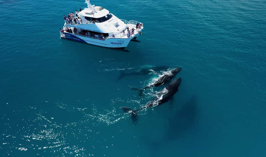 Hervey Bay: Half-Day Whale Watching Cruise with Meal - Why Hervey Bay Is One of Australia’s Best Whale-Watching Bets