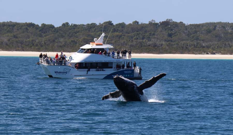 Hervey Bay: Half-Day Whale Watching Cruise with Meal - The 4-Hour Rhythm: How the Whale Hunt Fits Around Your Meal