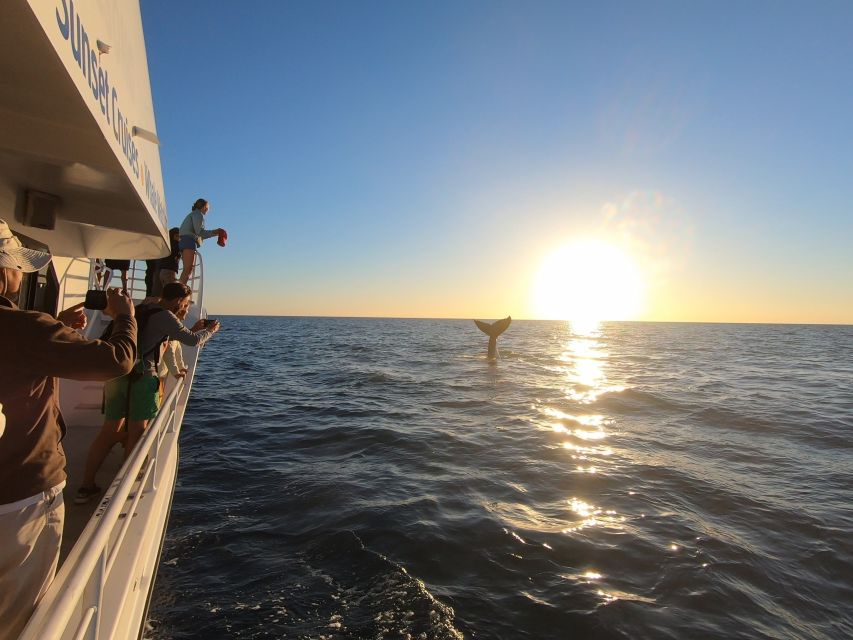 Hervey Bay: Half-Day Whale Watching Cruise with Meal - More Than Humpbacks: Dolphins, Turtles, Dugongs, and Seabirds