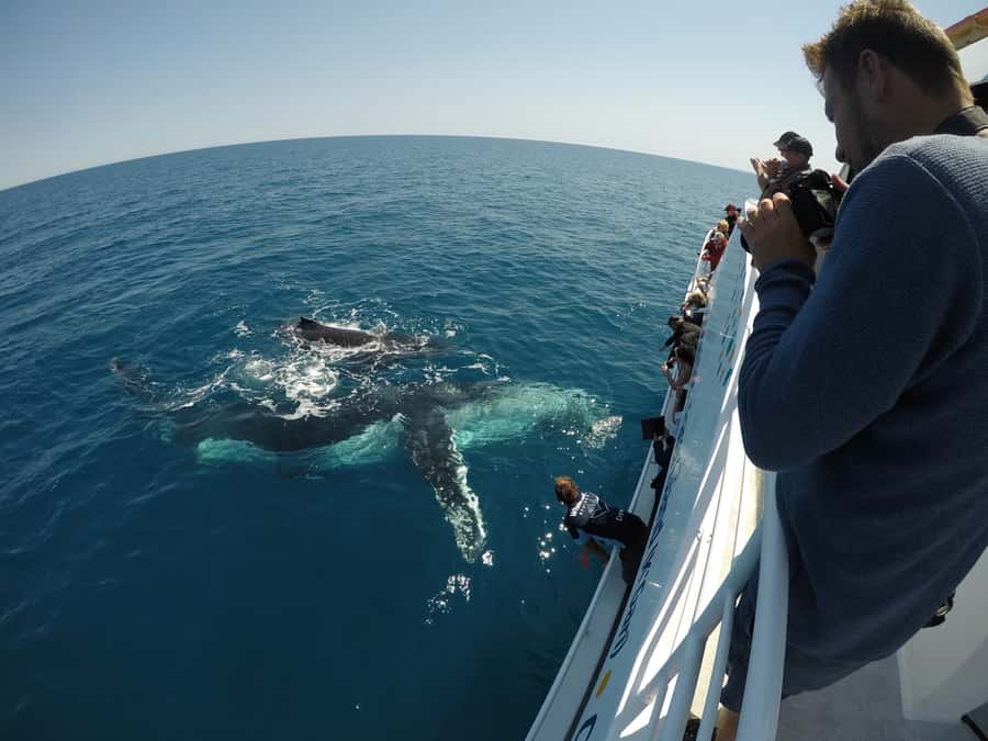 Hervey Bay: Half-Day Whale Watching Cruise with Meal - Photo, WiFi, and the Reality of Sea Conditions