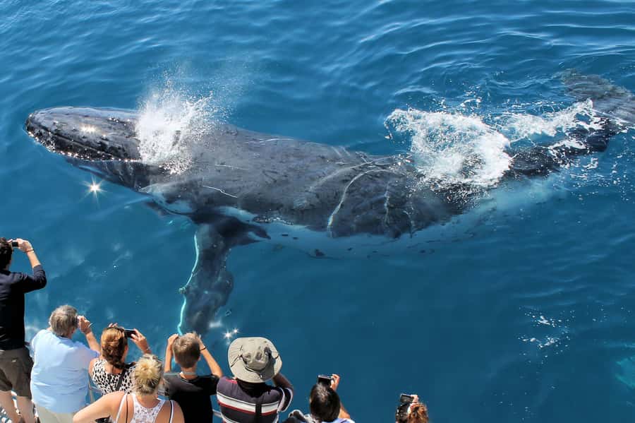 Hervey Bay: Half-Day Whale-Watching Cruise - The Amaroo boat setup: three open decks and better viewing angles