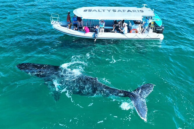Hervey Bay: Half Day Whale watching & Island Stop Tour - Key things to know before you go