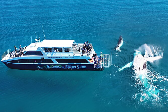 Hervey Bay: Half Day Whale watching & Island Stop Tour - What’s included (and why it makes the day easier)